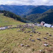 Munstertal - Almabtrieb (c) Quentin Gachon