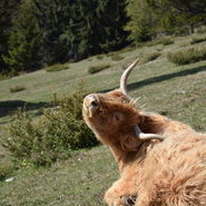 Wanderung auf dem Markstein mit Highland-Rindern © mak