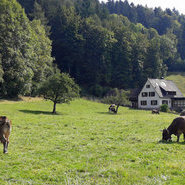 Grasende Kühe am Melcherhof (Melcherhof)