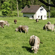 Kühe am Melcherhof (Melcherhof)