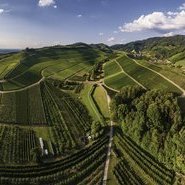 Rebenlandschaft Oberkirch (c) Renchtal Tourismus GmbH / Hubert Grimmig