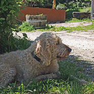 Treuer Wächter auf St. Barbara © Beate Kierey