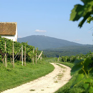 Auggen - Im Weinberg Auggen - Im Weinberg