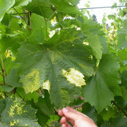 Grapevine fanleaf virus (GFLV) Die hellen Flecken auf dem Weinblatt entstehen durch den Abbau von Chlorophyll und sind ein typisches Symptom der durch GFLV verursachten Reisigkrankheit. WBI Freiburg