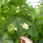 Grapevine fanleaf virus (GFLV) Les secteurs chlorosés sont provoqués par la dégradation de la chlorophylle et correspondent à un des symptômes caractéristiques de la maladie du court-noué de la vigne. Grapevine fanleaf virus (GFLV) Les secteurs chlorosés sont provoqués par la dégradation de la chlorophylle et correspondent à un des symptômes caractéristiques de la maladie du court-noué de la vigne.