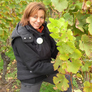 Bei der Riesling SKL Lese (Oktober 2010) in Bühl/Neusatz (Reben der Familie Kist) ist Beate Kierey als geprüfte Wein-Guide 2010 im Weinparadies Ortenau im praktischen Einsatz