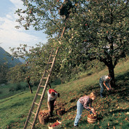 Apfelernte im Markgräflerland Apfelernte im Markgräflerland