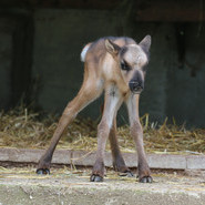 Das Rentierkalb 'Lasse' - das erste Rentierkalb, das im Steinwasen an Pfingsten 2015 zur Welt kam Das Rentierkalb 'Lasse' - das erste Rentierkalb, das im Steinwasen an Pfingsten 2015 zur Welt kam