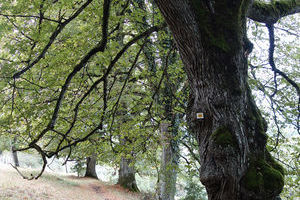 Ferrette im Wald