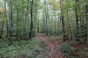 Ferrette im Wald